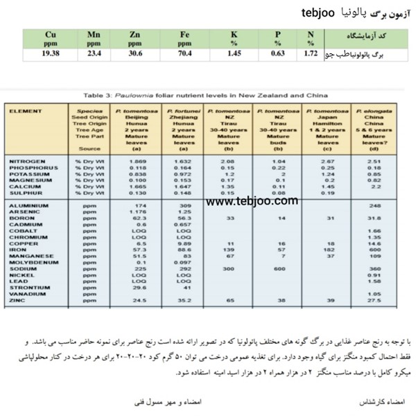 Paulownia hybrid Iran آنالیز برگ پالونیا هیبرید طب جو پالونیا شیراز پالونیا هیبرید طب جو نهال پائولونیا هیبریدی انواع نهال پالونیا درخت پالونیا هیبرید پالونیا کرمان پالونیا رفسنجان نهال پالونیا هیبرید پالونیا شیراز پالونیا هیبریدی